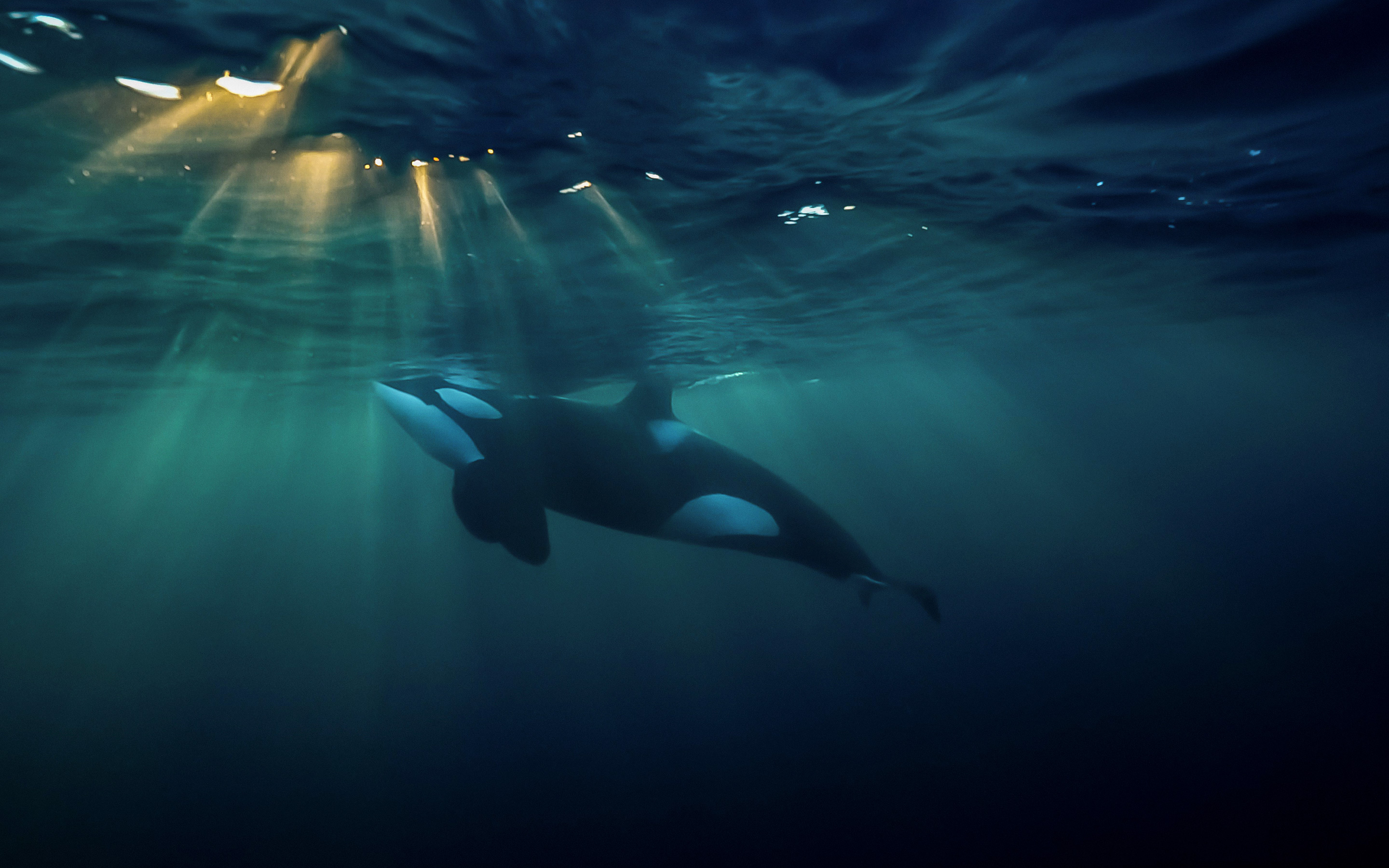 Orca Killer Whale Starry Night Ocean Viking Tumbler Insulated